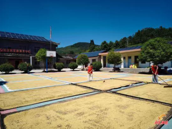 禾滩镇姑召村党群服务中心变身“晒谷场” 助农秋收暖民心