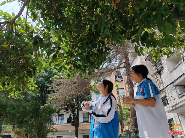金秋桂香沁满城 清风伴月迎中秋