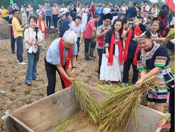 八千年红米飘香 侗乡同心庆丰收