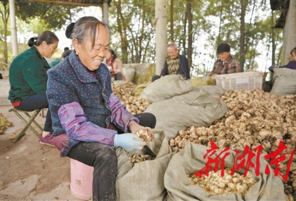 走向胜利·决战决胜乡村述说丨“逮”住百合，人均8千块