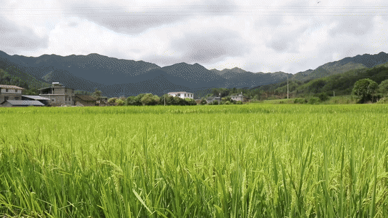 动图1.gif
