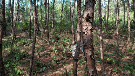 DJI_0851[00-00-15--00-00-19].gif
