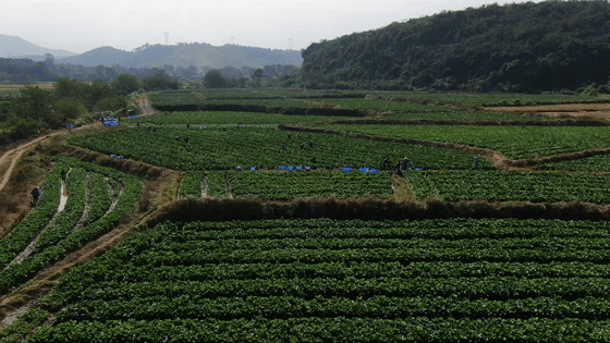 【乡村振兴】蔬菜基地喜迎丰收 助村民增收致富