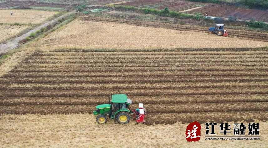 8万亩油菜种植忙 