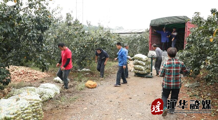 大路铺：政府搭桥找销路 20万斤待销山楂一周销完