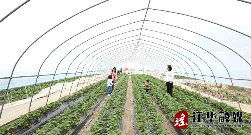 大山寨：草莓抢鲜上市 游客络绎不绝