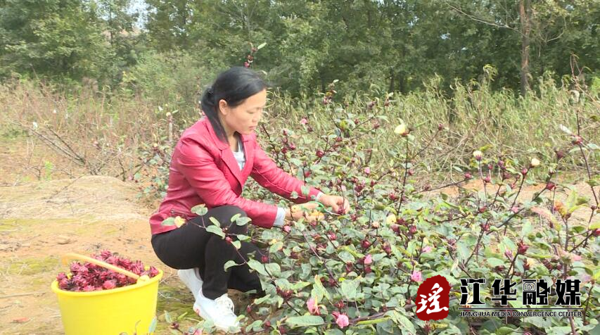 姚静：引进种植洛神花  产量高效益好