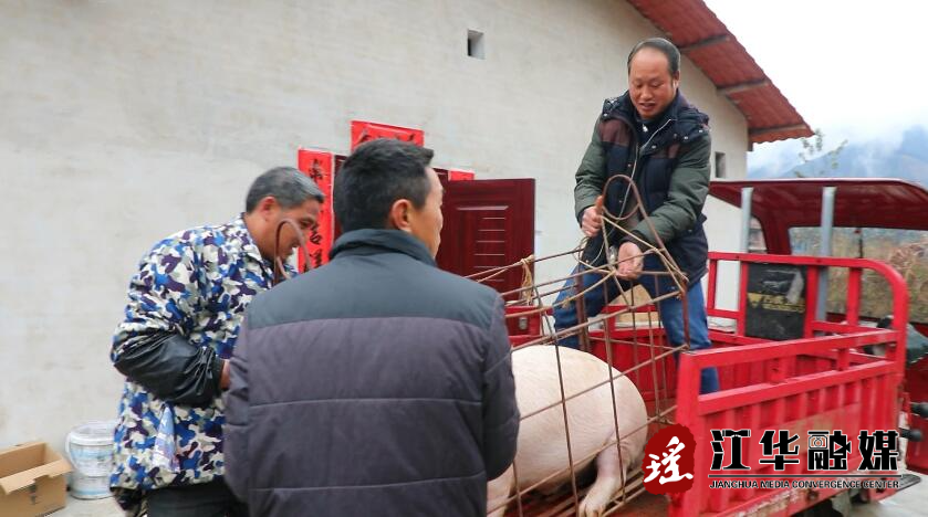 【我们的节日】杀年猪 烘腊肉