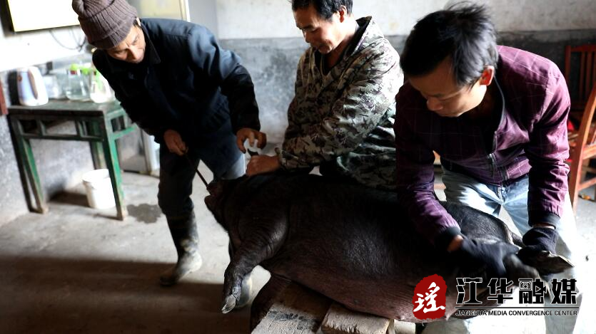 【中国的脱贫智慧】杀年猪庆丰收 品年味迎新年