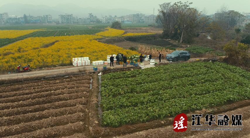 带领乡邻种蔬菜  携手奔富路