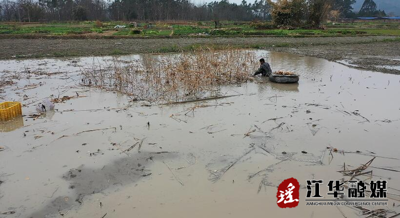 竹园寨社区：“荷田”产业富百姓