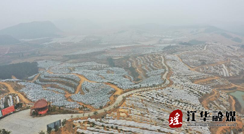 白芒营镇社湾村：抢摘砂糖橘 为沃柑“盖被”御寒