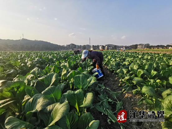  涛圩镇西凤村抢抓冬季时蔬直供珠三角市场