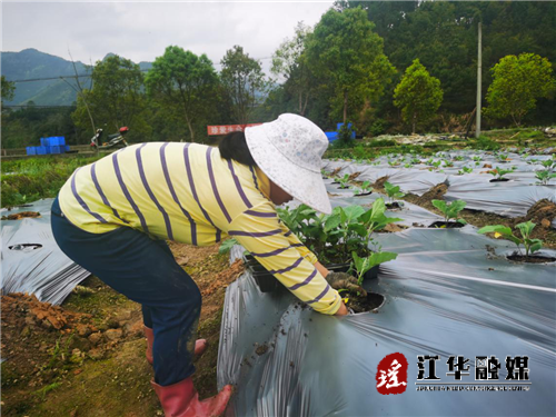 【乡村振兴】码市镇：春耕生产进行时