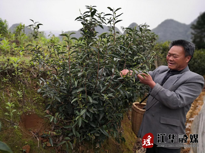 【乡村振兴】阳春三月好风光  长山村里采茶忙