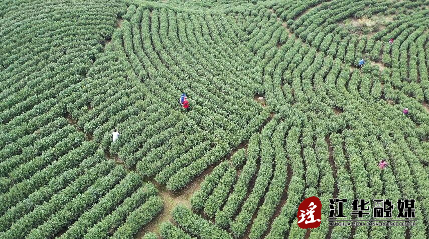 桥市乡：春雨过后新茶飘香