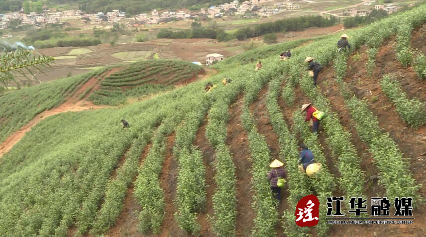 【乡村振兴】千亩茶园吐新绿 茶农赶制明前茶