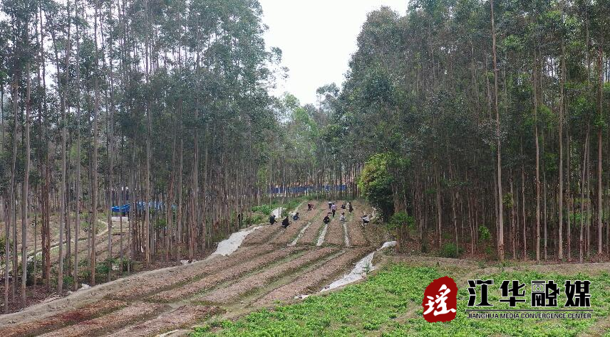 【乡村振兴】周作平：种植赤松茸 撑起致富伞