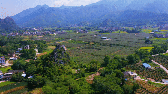 【乡村振兴】大圩镇和平村:猕猴桃丰收奏响乡村振兴进行曲__江华新闻