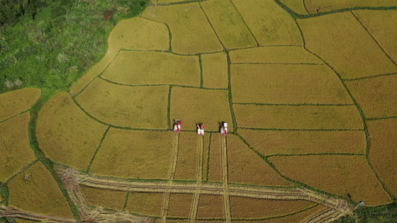 江华瑶珍大米：水源地种植生态有机米[00-00-00--00-00-04].gif