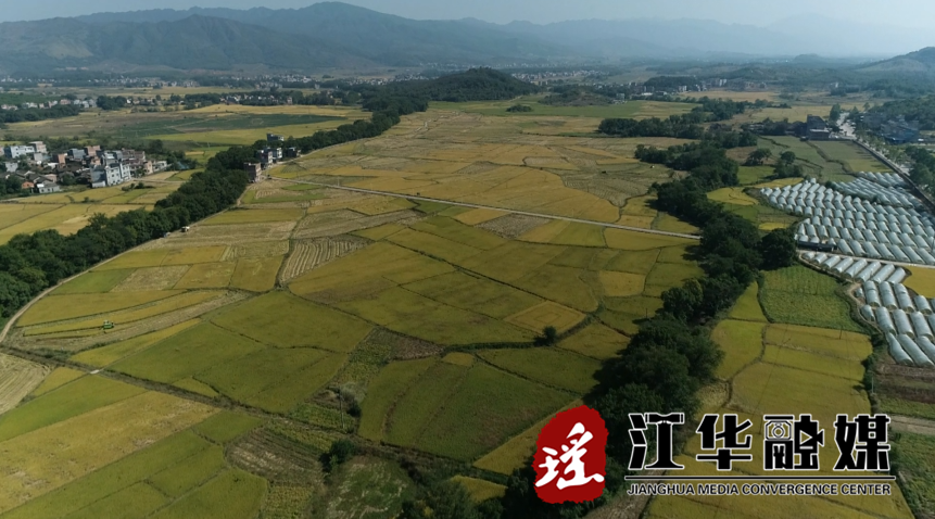 江华：13.7万亩晚稻陆续收割