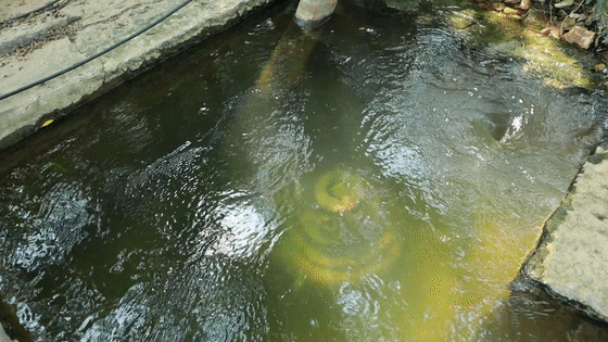 江华：大户抱团抗旱 千亩晚稻抽穗无忧[00-00-00--00-00-05].gif