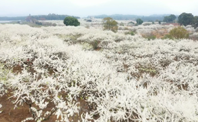 【奮進(jìn)的春天】江華：千畝李花盛開(kāi)如春雪