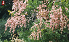 江華：濱江沿街路秋來(lái)欒花開(kāi)