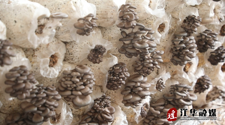 微信截图_20240108145754.png