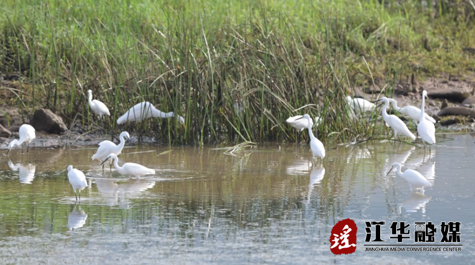 江华：多种珍稀野生鸟类现身涔天河国家湿地公园