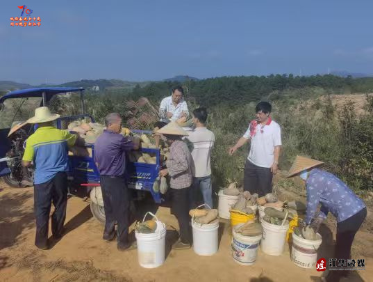 江华大路铺镇鹅塘村：油茶林套种南瓜迎丰收 集体经济与村民增收“双见效”