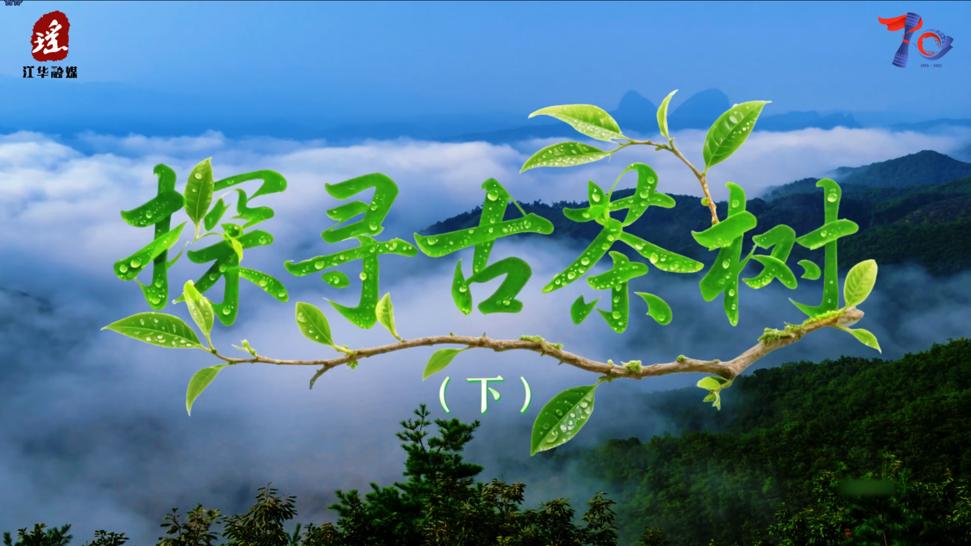 视频丨走进古茶秘境（下），感受瑶乡大地的自然馈赠！
