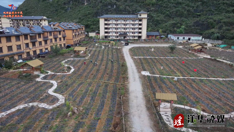 江华：特色玫瑰产业 绽放乡村振兴“致富花”