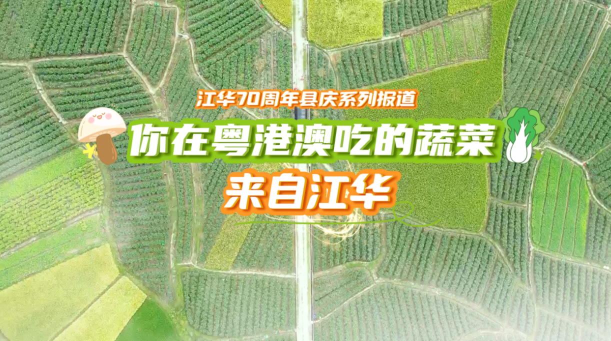 你在粤港澳吃的蔬菜，来自江华！
