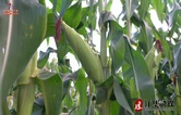 江华：复合种植喜获丰收 龙头企业兜底助增收