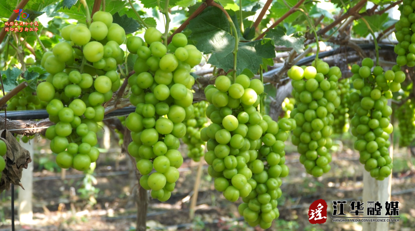 wechat_2025-07-10_091903_672.png