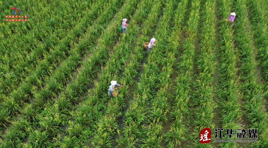 wechat_2025-07-25_091034_281.png