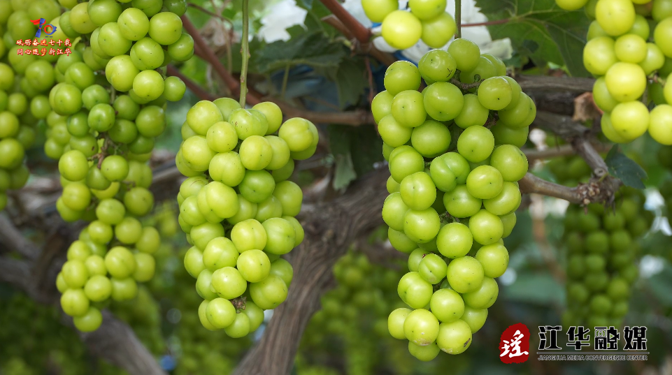 wechat_2025-07-29_091049_729.png
