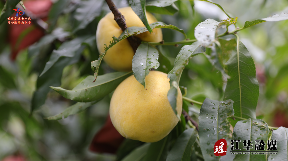 wechat_2025-08-01_154911_901.png