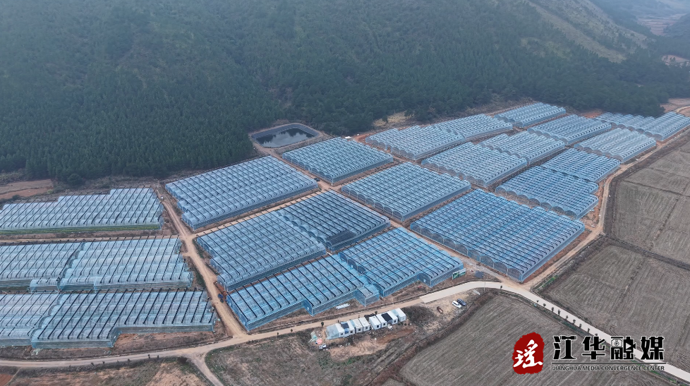 江华：寒潮不寒产 供港蔬菜不打烊