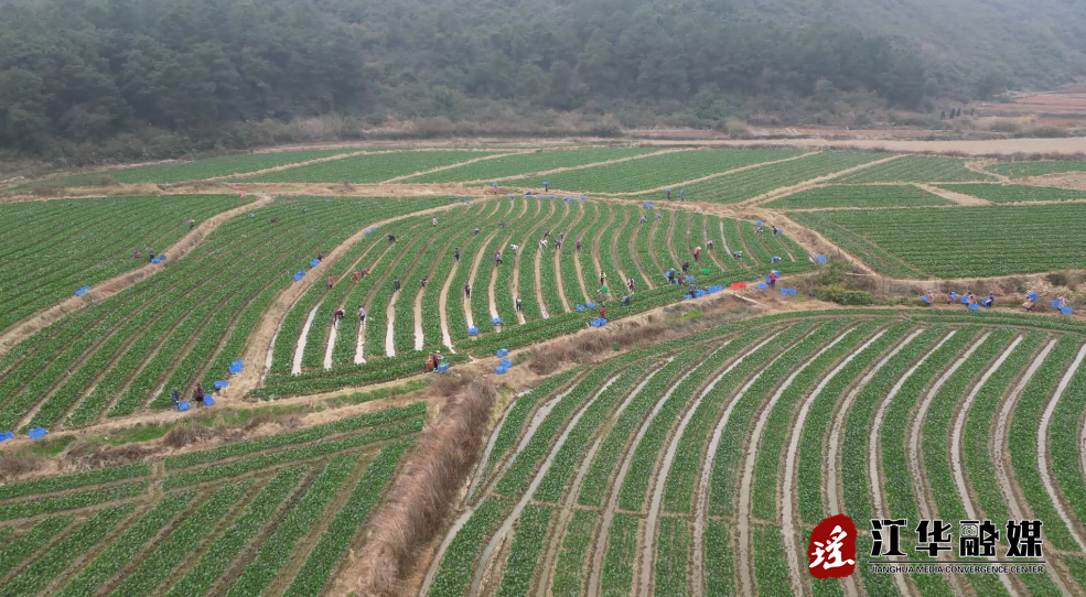 江华：抓好蔬菜稳产保供 守护春节“菜篮子”