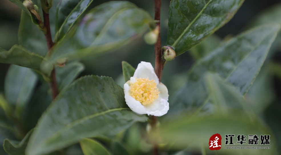 ScreenShot_2026-02-10_095428_518.png ScreenShot_2026-02-10_095428_518.png