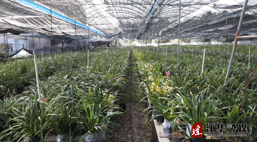 江华：兰花绽放 铺就乡村振兴“芳香路”