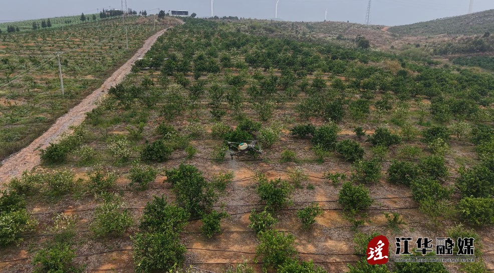 江华：果园无人机飞防 助力农业提质增效