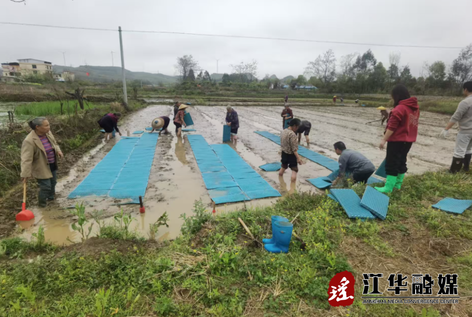 江华沱江镇山寨村：村干部带头育苗育秧 绘就春耕丰产新图景