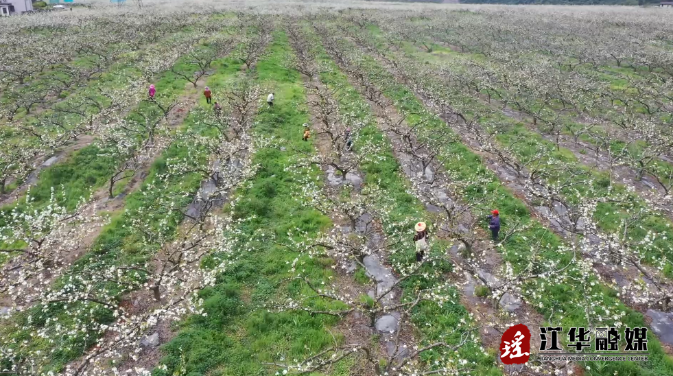 江华：瑶山雪梨基地梨花开 科技赋能助丰产