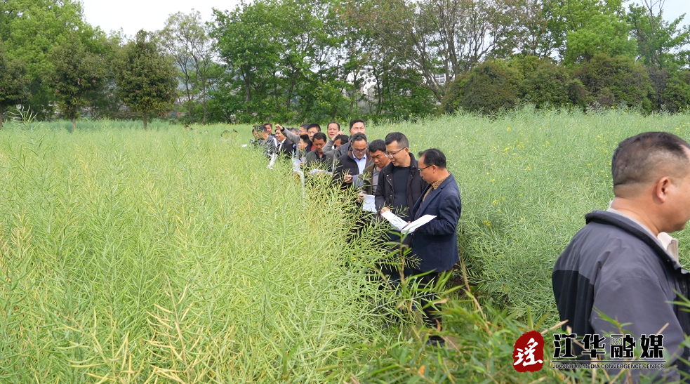 江华：观摩油菜新品种 优选良种促调整