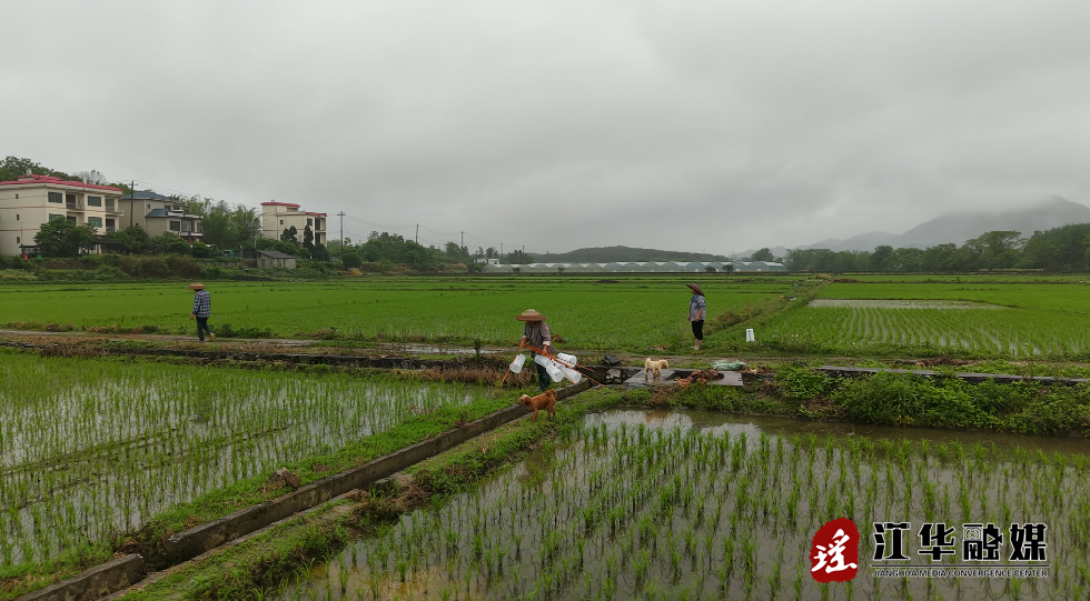 江华：绿色防控护稻田 科技赋能粮满仓