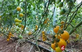 江华：番茄抢抓花期忙授粉