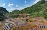 江华水口镇泮水村：种植野菊花助振兴